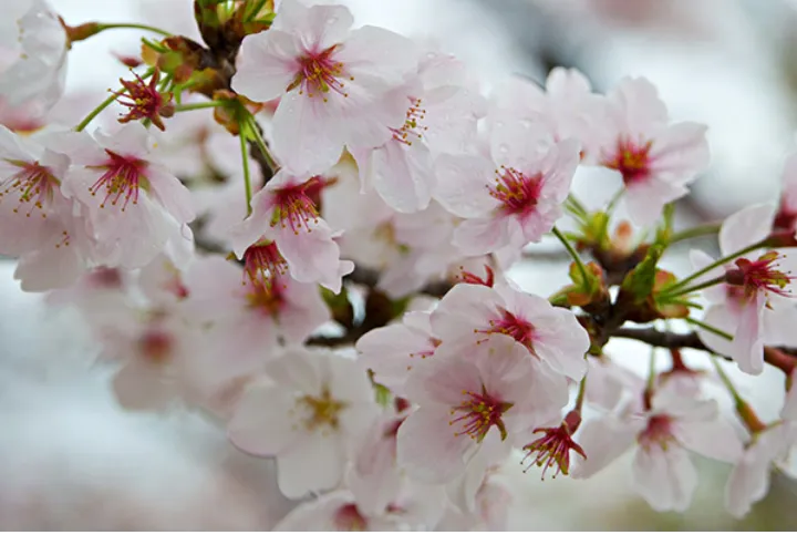 آخر اسفند گشته خود ز کینه دور کن